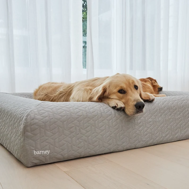 Cooling Cover in Silver on a Barney Bed: a Golden Retriever resting its chin on the grey quilted bolster, another dog behind.