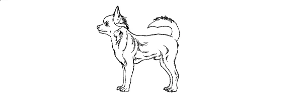 Line drawing of a Chihuahua, showing the dog size for a Small Barney Bed
