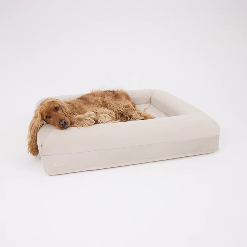 Signature Cover in Bone: a golden cocker spaniel lying on a medium off-white bed, head and ears over the bolster.