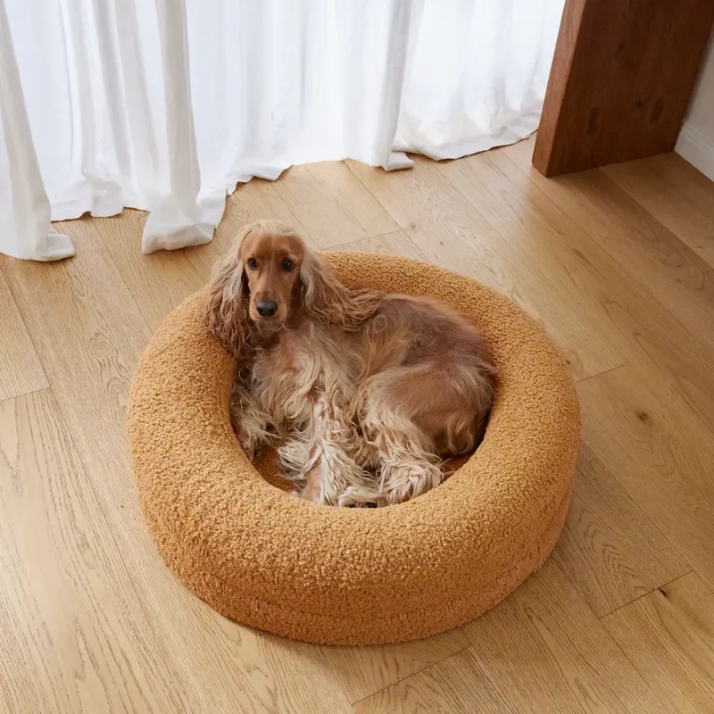 Cocker Spaniel resting comfortably on a golden pet bed