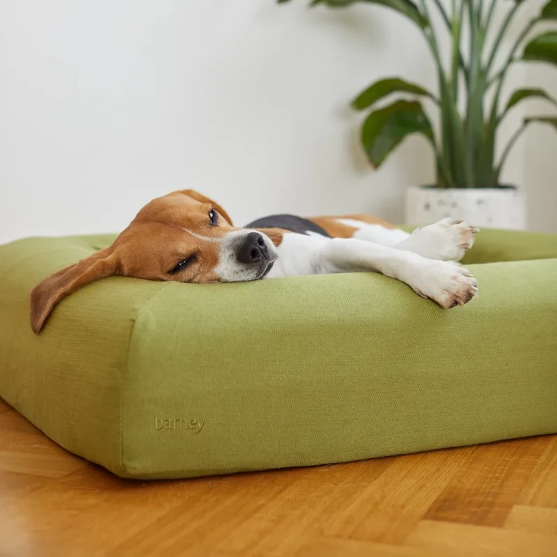 Basics Cover in Kiwi: a Beagle stretched out on its side on a Barney Bed, head resting on the bolster.