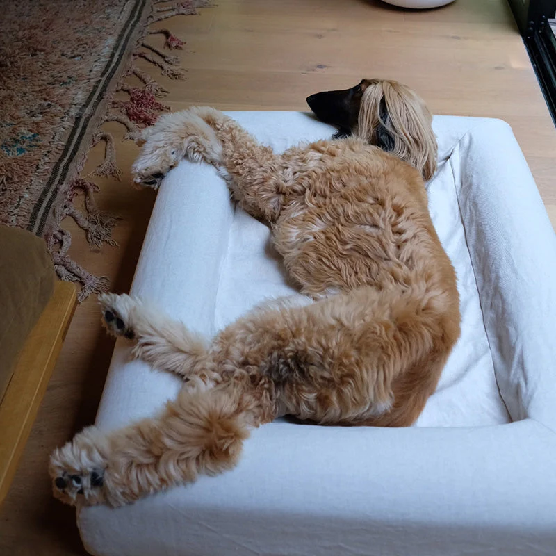 Afghan Hound stretched out asleep on a Barney Bed in a Linen Cover in Oat