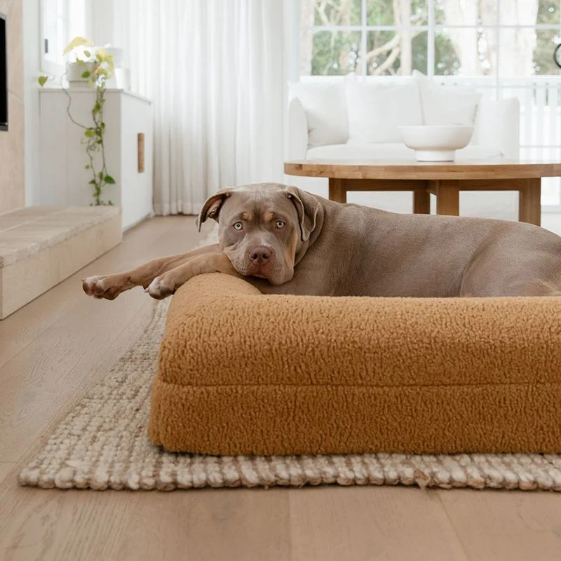 Staffy lying on a Barney Bed in a Teddy Cover in Golden beside a coffee table