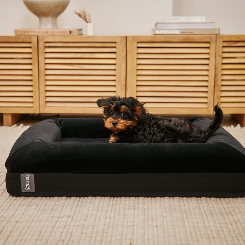 Original Cover in Jet Black: a fluffy black and tan puppy lying on a black velvet bed with a grey "barney" tab.