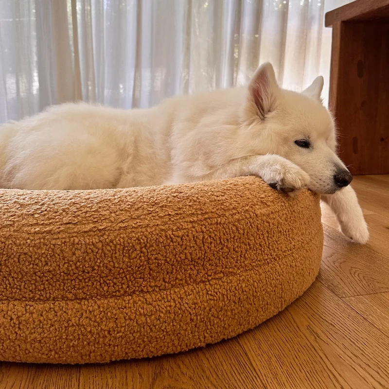 White dog resting on a large tan dog bed
