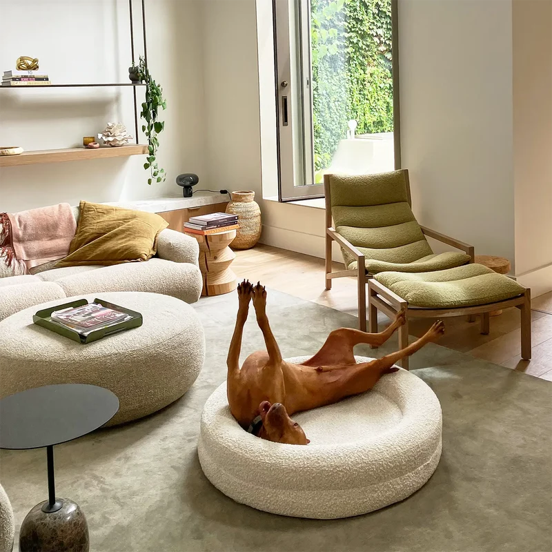 Vizsla lying upside down with its legs in the air in a BarneyCurl Bed in a Bouclé Cover Curl
