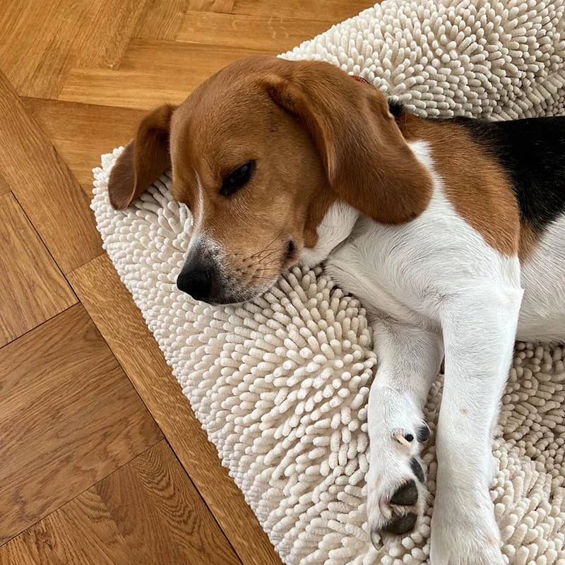 Barneycles Towel Cover in Sugarloaf: a Beagle dozing on the shaggy cream chenille, on a parquet floor.