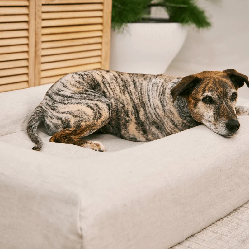 Linen Cover in Oat: a brindle dog lying with its chin on the bolster of an oatmeal linen bed.