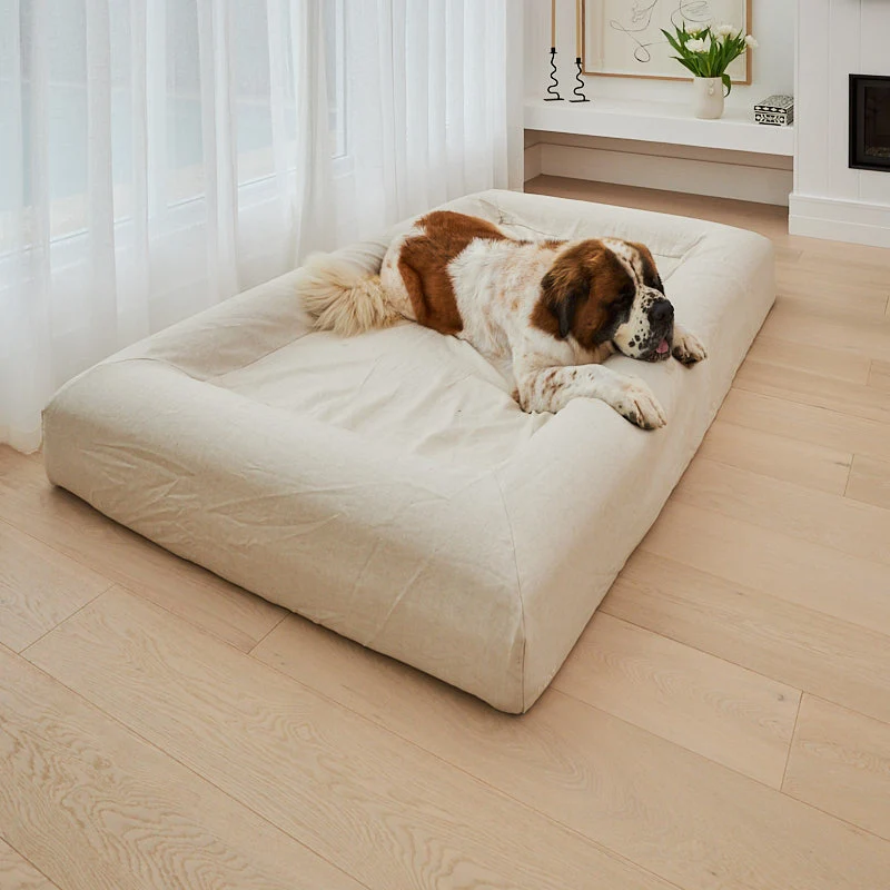 Linen Cover in Oat on an XXL Barney Bed: a St Bernard lying on the off-white linen, front paws over the bolster.