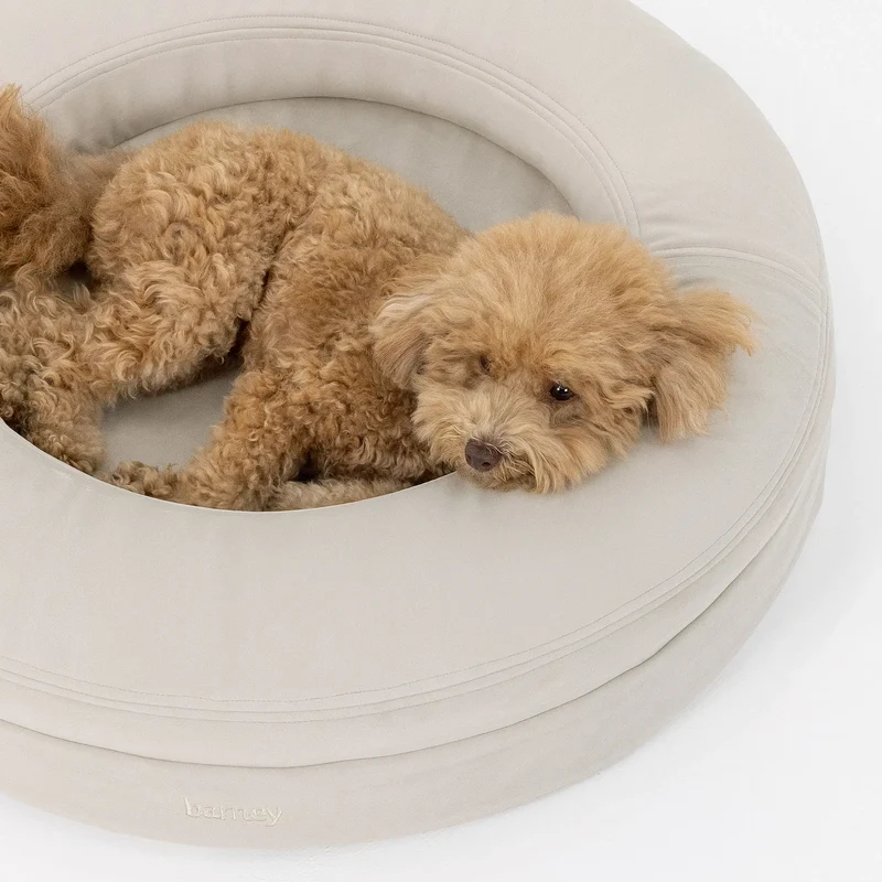 Close-up of an apricot poodle lying in a BarneyCurl Bed in Bone