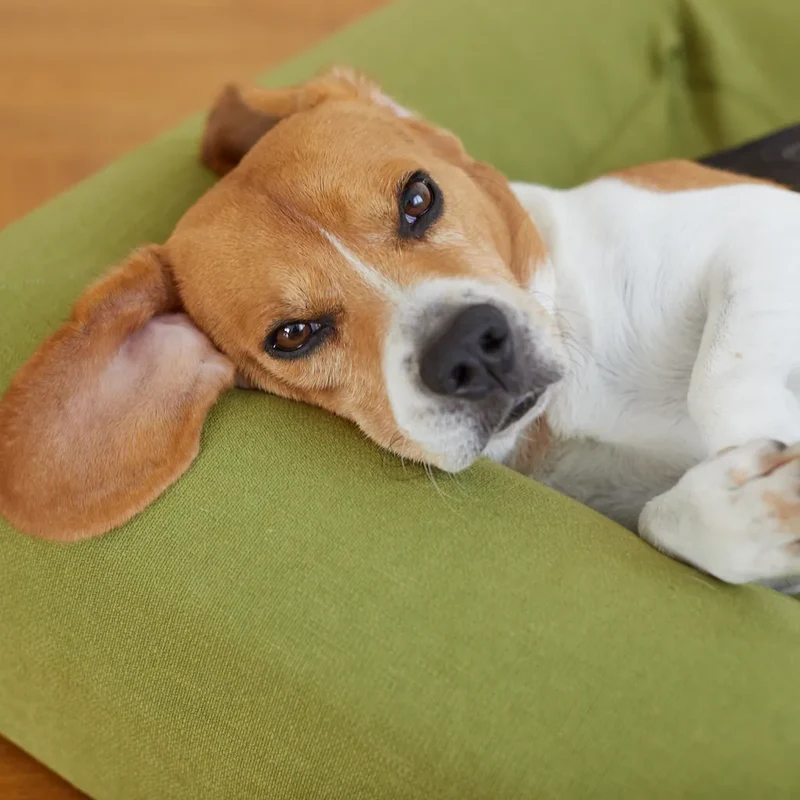 Basics Cover in Kiwi: close-up of a Beagle resting its head on the green woven bolster, looking at the camera.