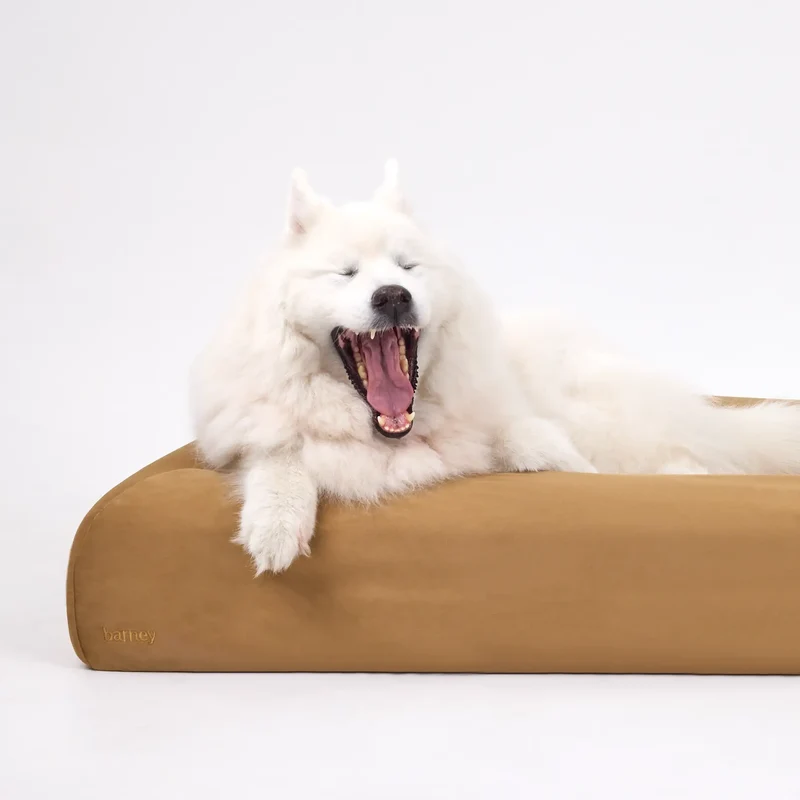 Butter Slip Cover in Peanut: a white Samoyed yawning widely, paw over the bolster of a caramel Barney Bed.