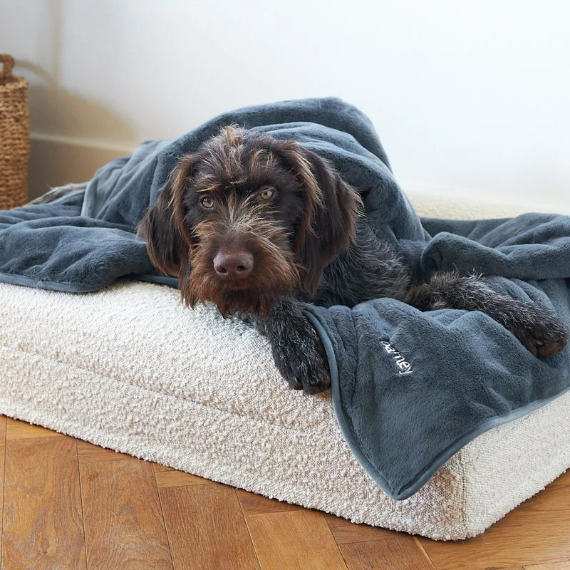 Wirehaired dog resting on a boucle pet bed with a grey blanket