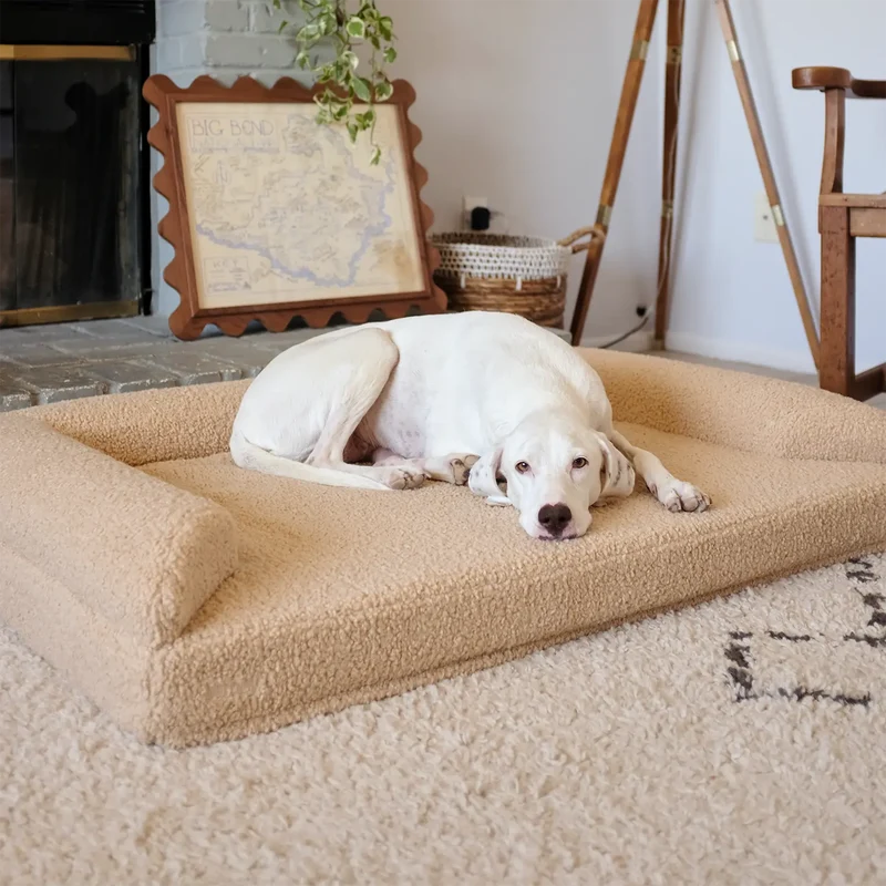Arthur-Itis Cover in Rice Pudding: a white English Pointer on a Large Barney Bed in oatmeal teddy fleece, with an open front.