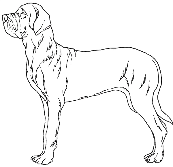 Line drawing of a giant mastiff-type dog, showing the dog size for an XXL Barney Bed