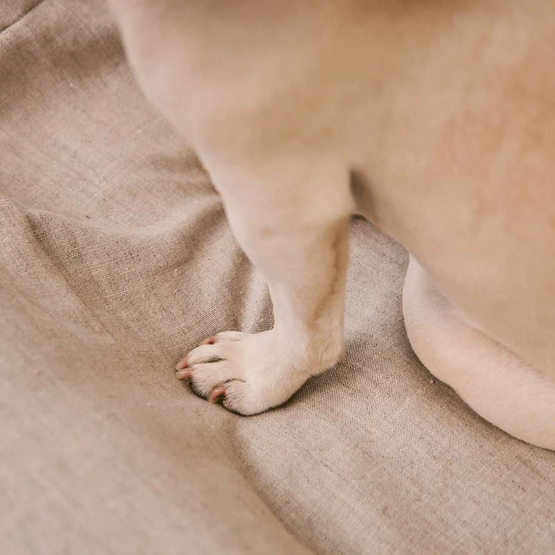 A close-up of a dog's paw resting on an oat-colored dog bed.