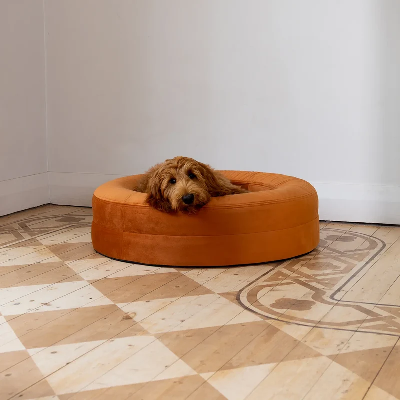 Velvet Cover Curl in Sunset on a Medium BarneyCurl: Rufus the Australian Cobberdog puppy resting his chin on the rim.