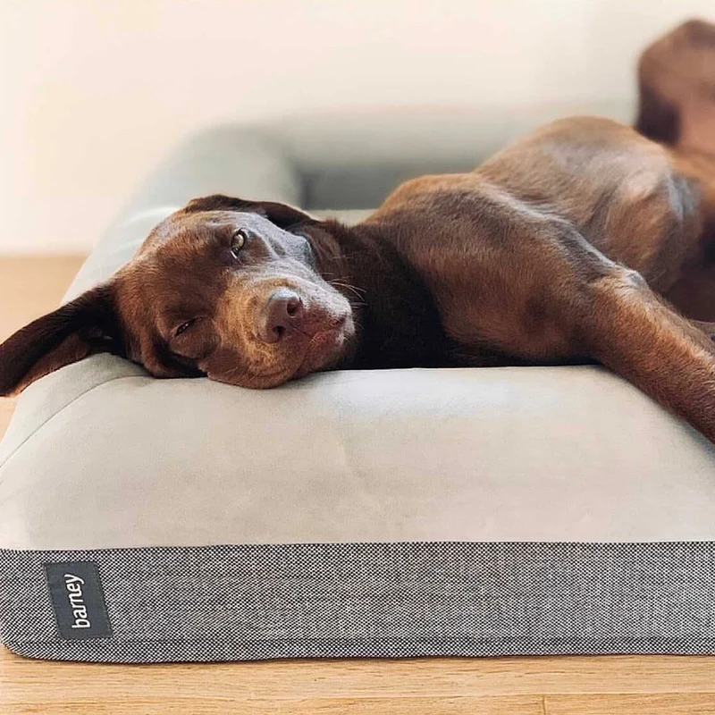 Brown dog relaxing on a large grey pet bed