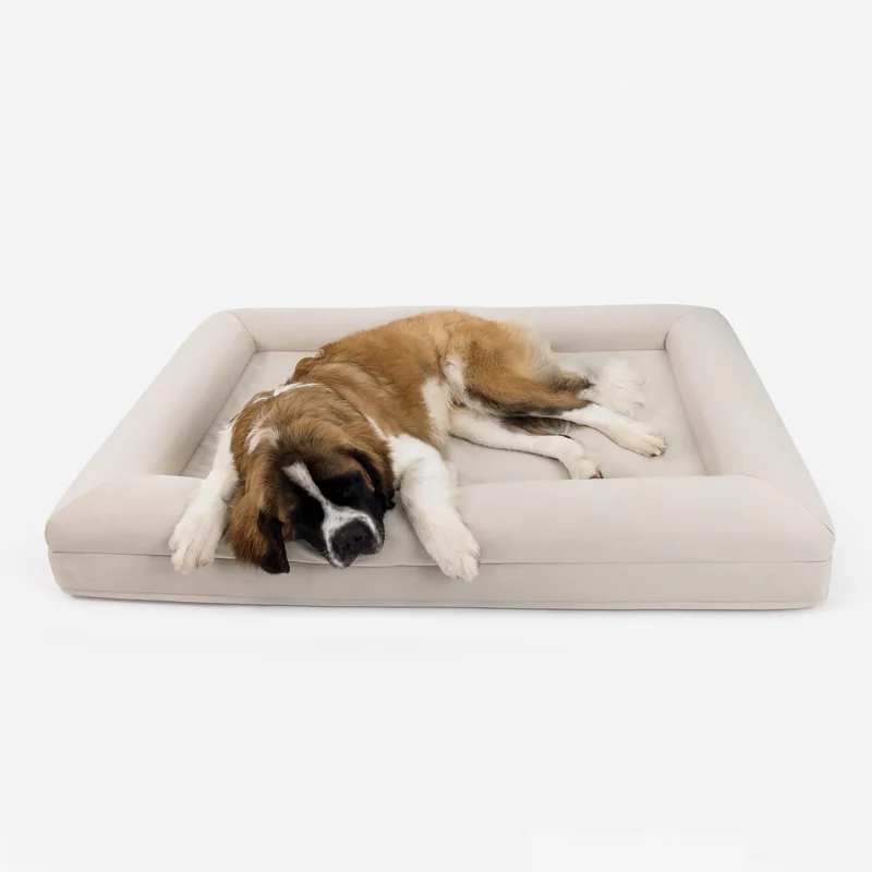 Apollo the Saint Bernard Puppy (110lbs) on the XL Barney Bed