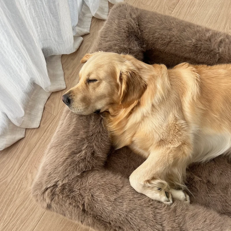 Golden Retriever sleeping on a plush brown dog bed